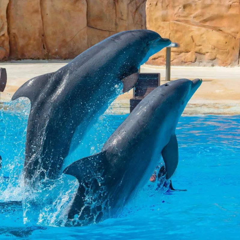 Le conférencier, un spectacle de dauphin au parc astérix